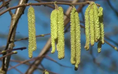 Frühblüher-Atemwegsreizung