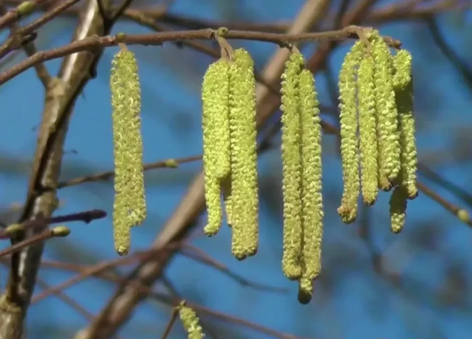 Frühblüher-Atemwegsreizung